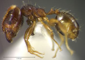 Media type: image;   Entomology 34384 Aspect: habitus lateral view